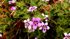 Jamesbrittenia fruticosa