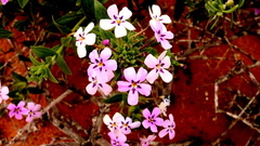 Jamesbrittenia fruticosa