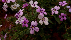 Jamesbrittenia fruticosa