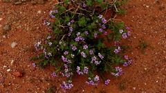 Jamesbrittenia fruticosa