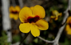 Jamesbrittenia pedunculosa