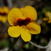 Jamesbrittenia pedunculosa - Photo (c) Gawie Malan,  זכויות יוצרים חלקיות (CC BY-NC), הועלה על ידי Gawie Malan