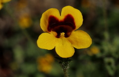 Jamesbrittenia pedunculosa