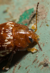 Asiophrida scaphoides