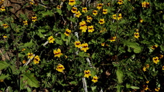 Jamesbrittenia pedunculosa