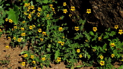 Jamesbrittenia pedunculosa