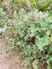 Sibbaldianthe orientalis