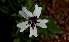 Jamesbrittenia racemosa