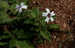Jamesbrittenia racemosa