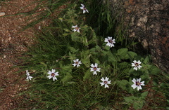Jamesbrittenia racemosa