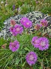 Psephellus caucasicus