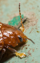 Asiophrida scaphoides