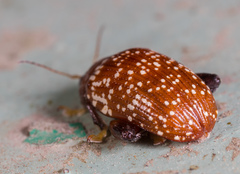 Asiophrida scaphoides