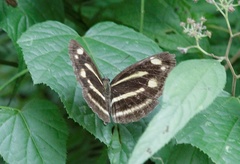 Neptis antilope