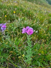 Linum hypericifolium