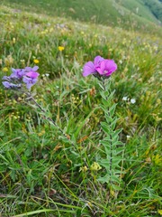 Linum hypericifolium