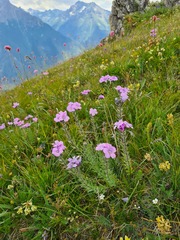 Linum hypericifolium