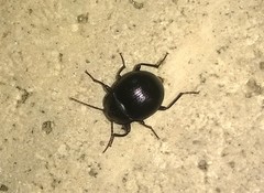 Accanthopus velikensis