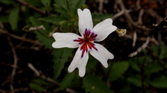Jamesbrittenia racemosa