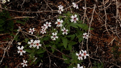 Jamesbrittenia racemosa