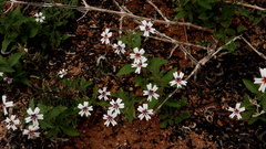 Jamesbrittenia racemosa