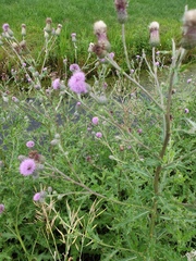 Cirsium arvense