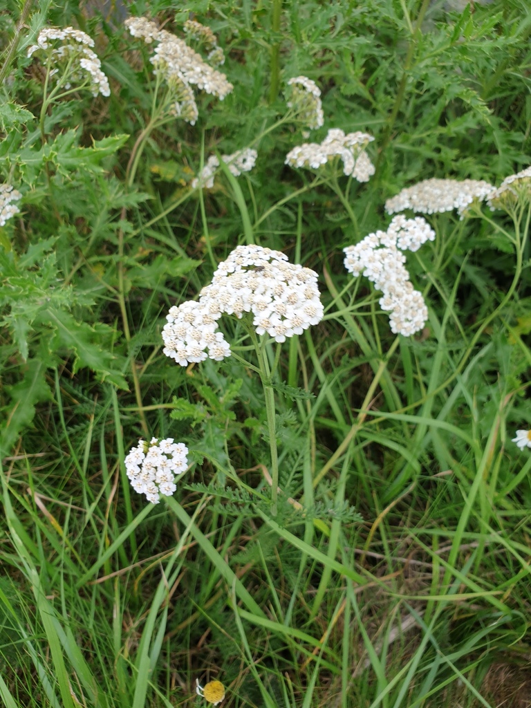 Common Yarrow From Boarnsterhim, Friesland, Netherlands On August 21 