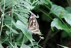 Neptis antilope