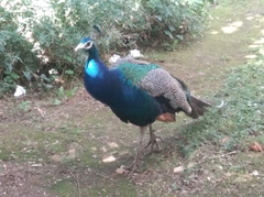 Pavo cristatus