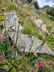Allium pseudostrictum