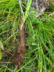 Allium pseudostrictum
