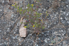 Mimetanthe pilosa