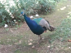 Pavo cristatus