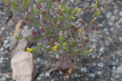Mimetanthe pilosa