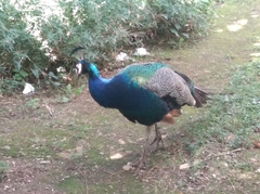 Pavo cristatus
