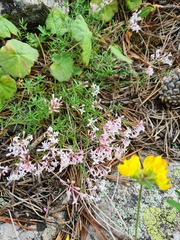 Asperula biebersteinii