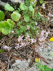 Asperula biebersteinii