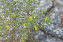 Mimetanthe pilosa