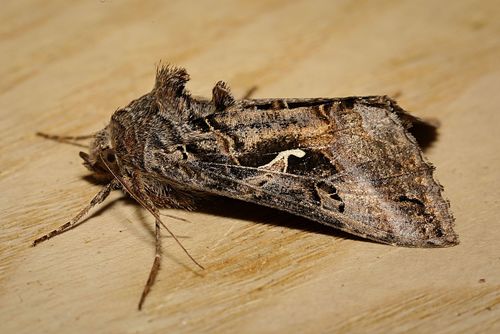 Gaminis žvilgūnas nuotrauka