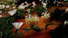 Lachenalia anguinea