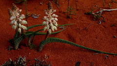 Lachenalia anguinea