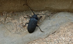 Pixodarus nyassae