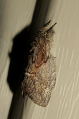 Peridea basitriens