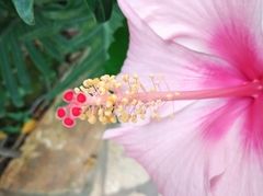 Hibiscus rosa-sinensis