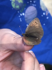 Erebia tyndarus