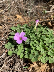 Oxalis zeekoevleyensis