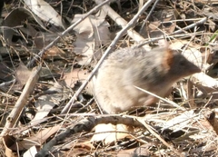 Antechinus stuartii