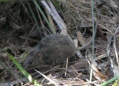 Antechinus stuartii