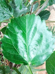 Hibiscus rosa-sinensis