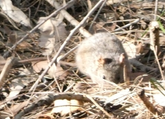 Antechinus stuartii